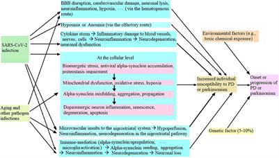 Investigating neurological symptoms of infectious diseases like COVID-19 leading to a deeper understanding of neurodegenerative disorders such as Parkinson's disease